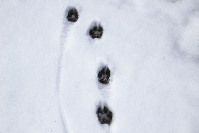 狗在雪地里留下的脚印。雪地上的狗脚印
