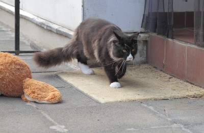 大缅因猫在玩