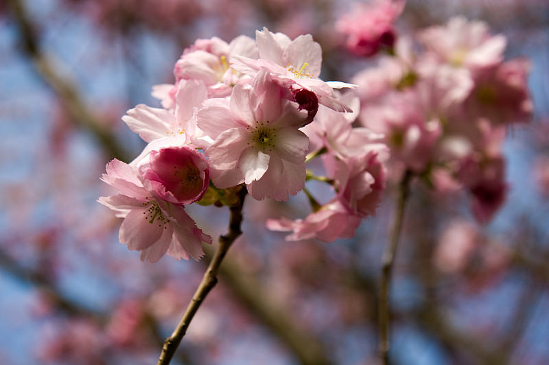 樱花，特写