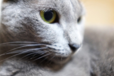 russianblue猫