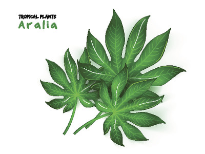 孤立的现实热带楤木植物的矢量插图