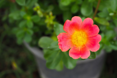 红色的花