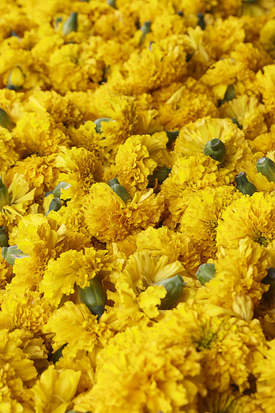 金盏花花