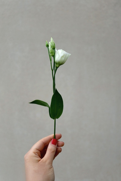 白色的花