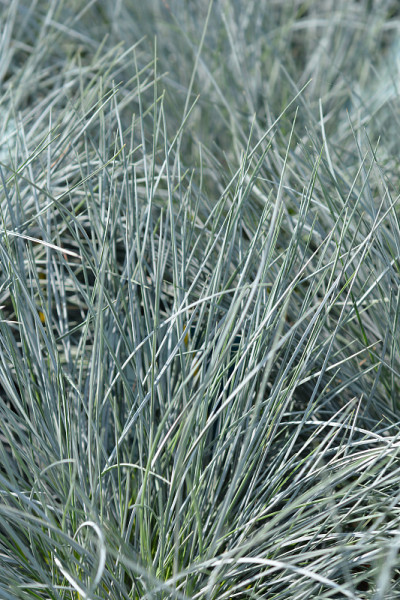 蓝色羊茅强烈的蓝色