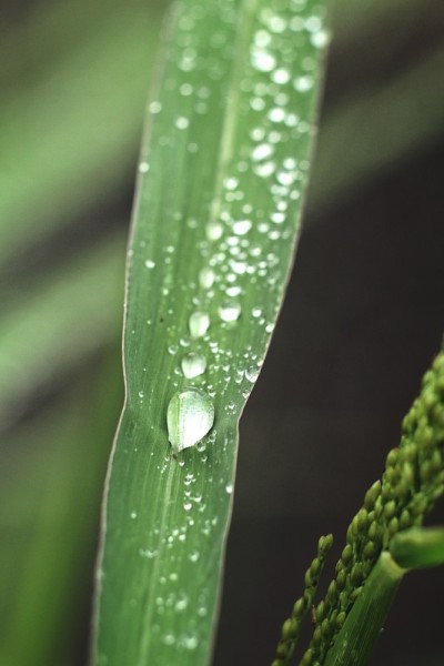 草与露水