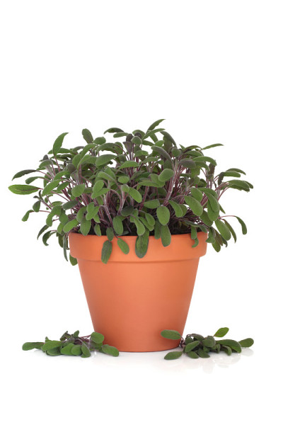 圣人草本植物