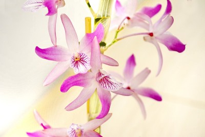 美丽的兰花