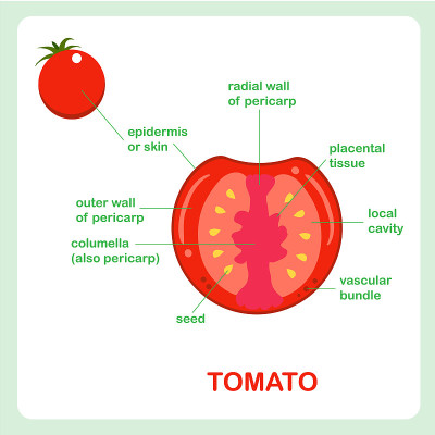 Fruit structure of tomato, cross section. Banner f