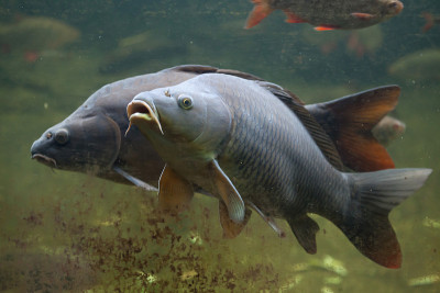 野生鲤鱼(Cyprinus carpio)