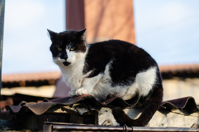 街猫。院子里，一只被遗弃的斑点猫。受过严格训练的宠物。