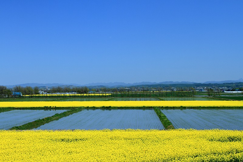 风景如画的稻田和油菜花田，日本，北海道札幌市，靠近南浦罗镇