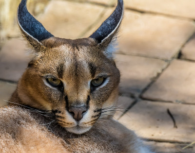 南非Caracal或非洲金猫肖像