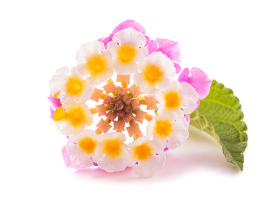 马樱丹属卡马拉花