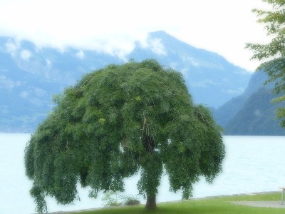 瑞士湖边的一棵树