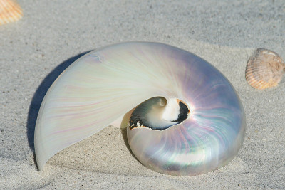 Pearl Nautilus侧视图