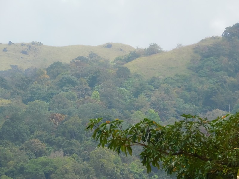 山谷景色之间的树叶，拉尼普兰印度喀拉拉邦