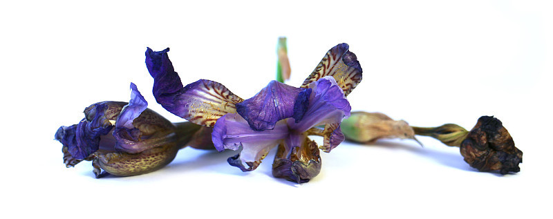 干燥的花