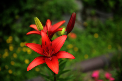 百合花