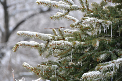 春季解冻后的冰川。云杉的树枝上覆盖着冰雪。树枝上挂着冰柱。