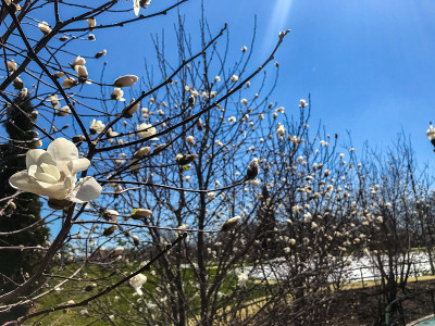 芝加哥的格兰特公园