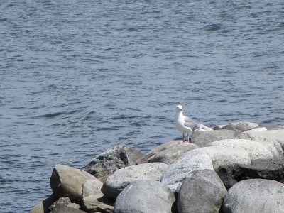 2018年岩石海岸上的Bright Fair Seagull
