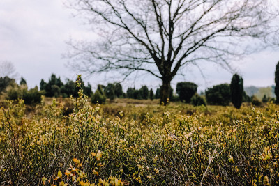 在Lüneburg Heathland的灌木丛上的嫩叶