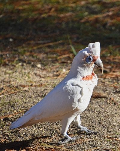 族Corella