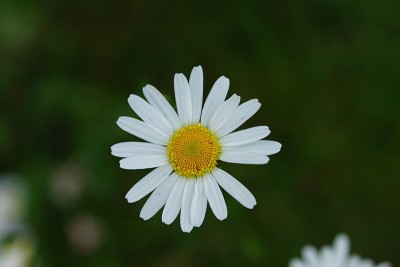 宏观的雏菊花