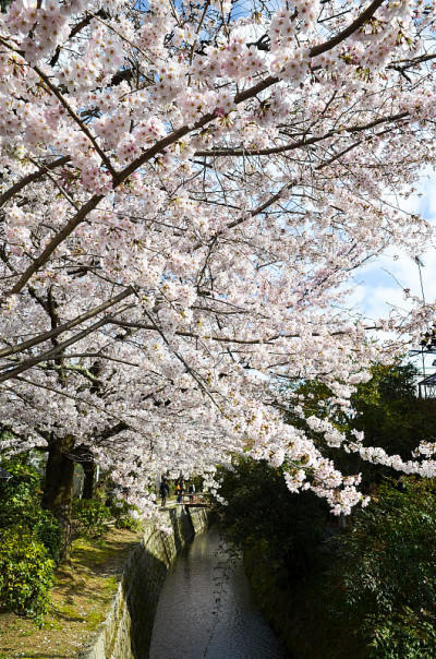 日本京都，哲学家大道上的樱花盛开
