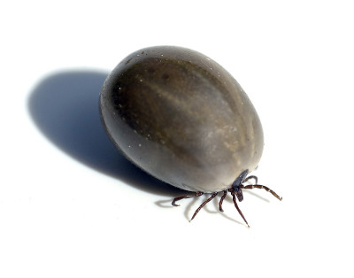 Zecke;Ixodes;蓖麻,满血