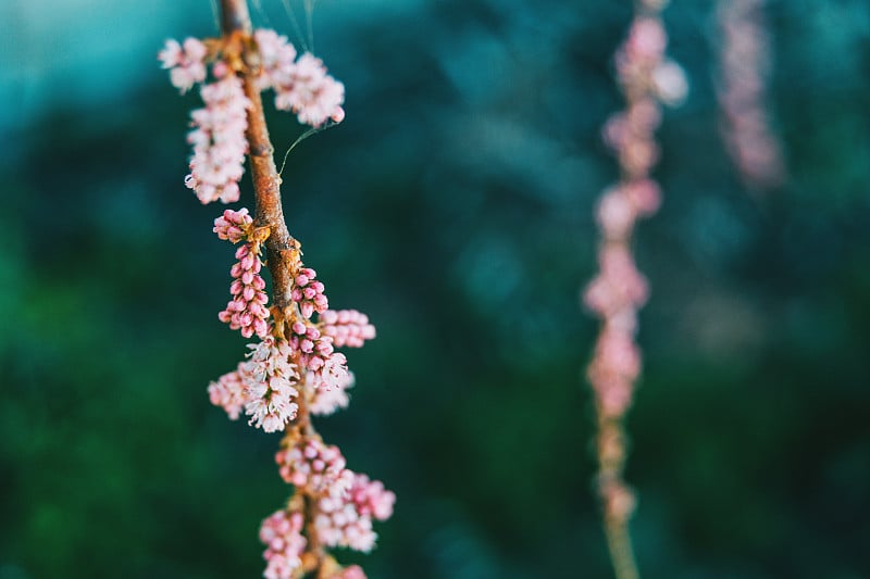 中国柽柳的一些粉红色芽的特写