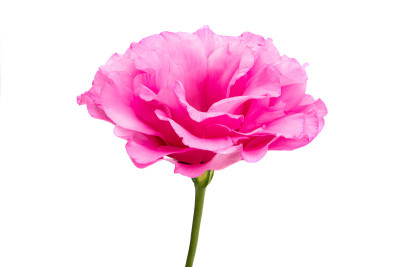 eustoma鲜花孤立