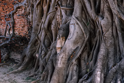 背景:仿古佛像石头像位于泰国大城府大马哈寺菩提树根寺。泰国游客祈祷好运，禅宗和平和神圣的冥想放松。