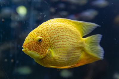 水族馆里的热带鱼英雄西弗勒斯。