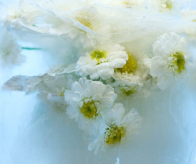 菊花在冰
