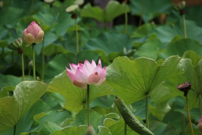印度莲的蓓蕾和花，纽皮莲，毛里求斯