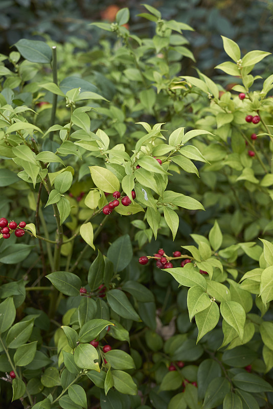 Sarcococca ruscifolia