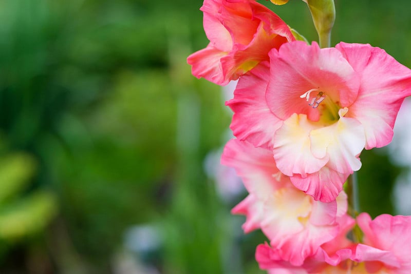 粉红色的剑兰花，里面有小甲虫