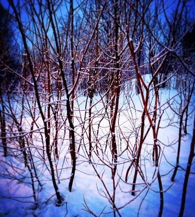 一场大雪后大自然的冬季景象