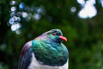 Kererū