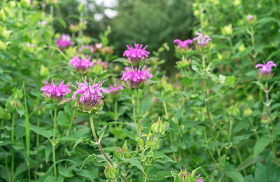 粉色monarda花。佛手柑，美洲柠檬香，印第安荨麻，俄勒冈茶，蜂香，马薄荷。