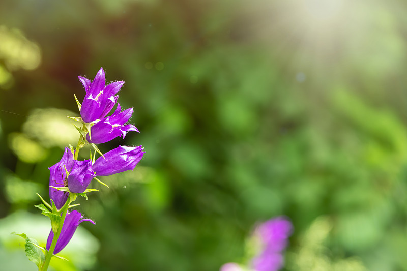 桃风铃，桃叶风铃花