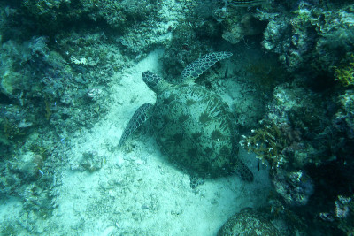 Turtles Sipadan记得