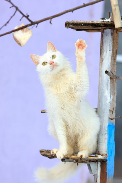猫。