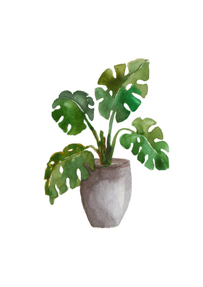室内盆栽花。水彩画。