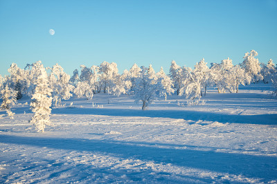 在芬兰拉普兰的萨利色尔卡，冬天的雪景，冰冻的树木