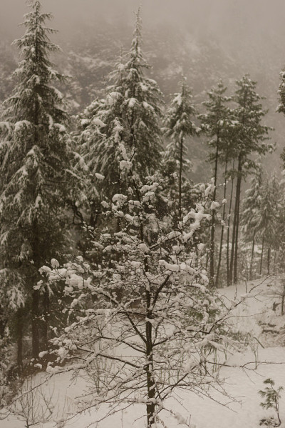 冬天的风景。树和干草植物在雪中。白雪覆盖的山脉在模糊的背景中。