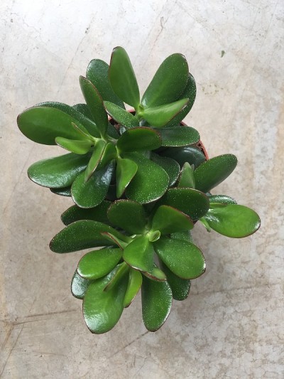 Crassula