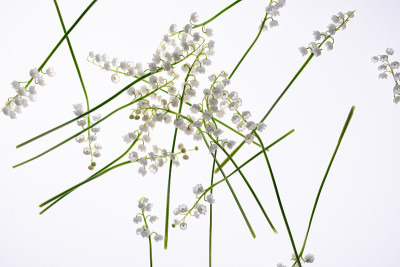 花纹背景的百合谷花俯视图，平躺。概念春，夏，母亲节假期，3月8日。花的成分。花的抽象背景。